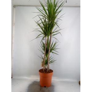 Dracaena marg.