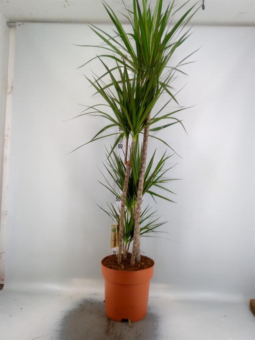 <h4>Dracaena marg.</h4>
