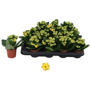 KAL GE AMARILLO YELL