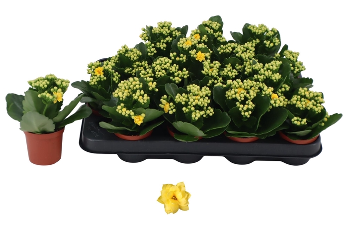 <h4>KAL GE AMARILLO YELL</h4>