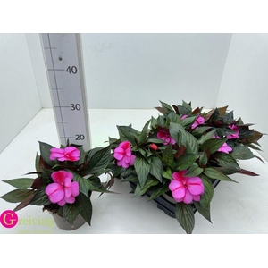 IMPAT NG TA PURP BIC