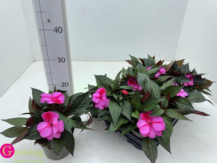 <h4>IMPAT NG TA PURP BIC</h4>