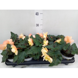 Begonia tuber. 'Fragrant FallPeach'