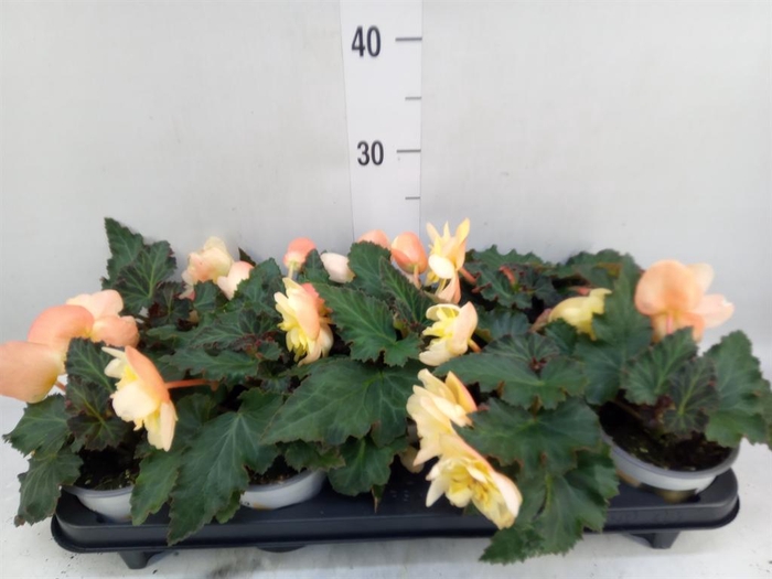 Begonia tuber. 'Fragrant FallPeach'