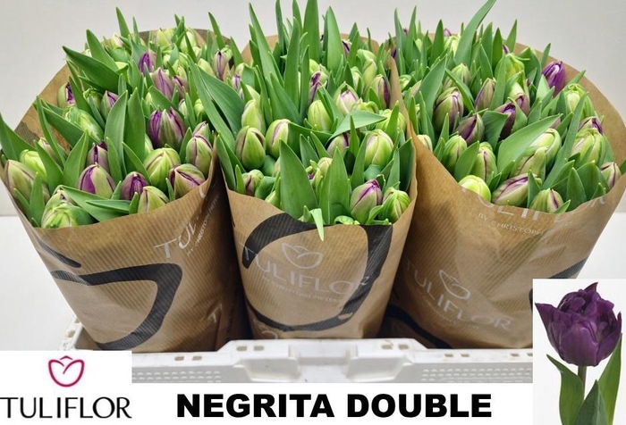 <h4>TU DU PURPLE PION</h4>