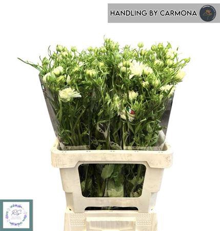 Ran N Moderna Galaxy