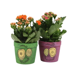 Kalanchoe blossfeldiana gevuld gemengd 5 kleuren
