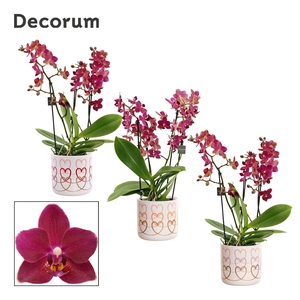 Phalaenopsis dazzling Devil 3-4 tak in Estelle (Craft world-coll