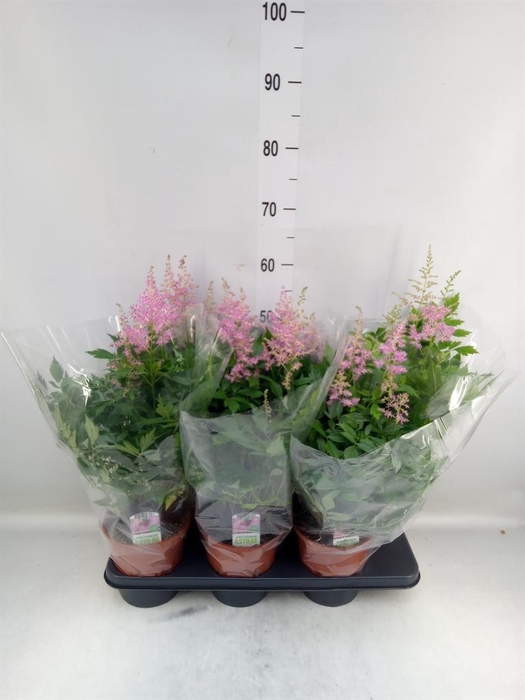 <h4>Astilbe   ...</h4>