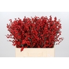 Ilex Rood