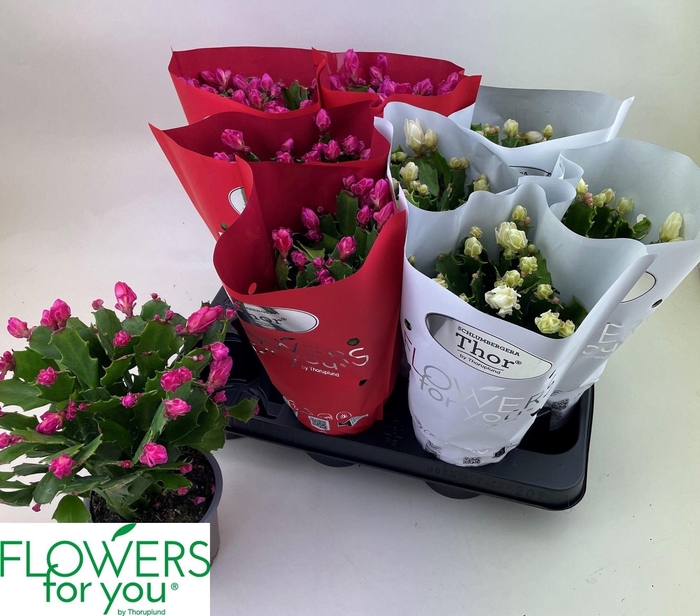 <h4>SCHLUMB GEM 2 KL</h4>