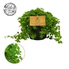 Pilea Depressa licht