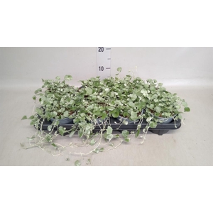 Dichondra argentea 'Silver Falls'