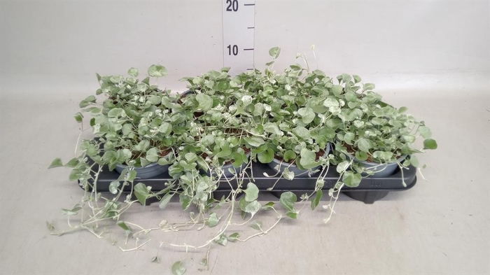 <h4>Dichondra argentea 'Silver Falls'</h4>