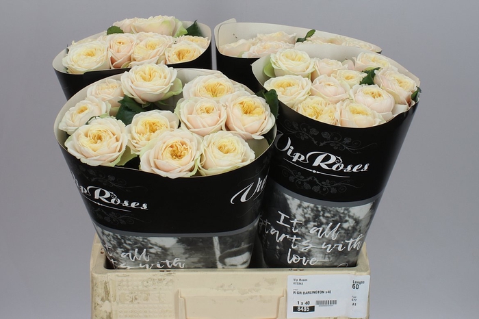 <h4>Rosa Gr Gar Vip Darlington</h4>