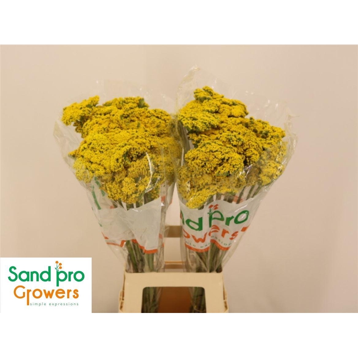 <h4>Achillea F Park Variety</h4>