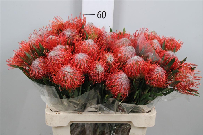 <h4>Leuco Tango</h4>