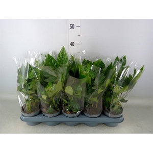 Fatsia japonica   ...