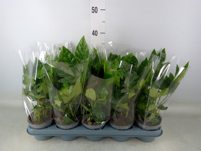 <h4>Fatsia japonica   ...</h4>