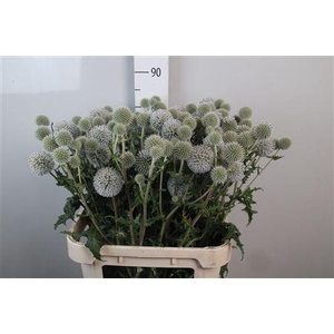 Echinops White Charles