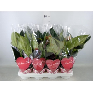 Medinilla magn. 'Dolce Rossa'