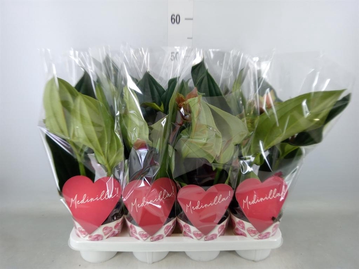 <h4>Medinilla magn. 'Dolce Rossa'</h4>