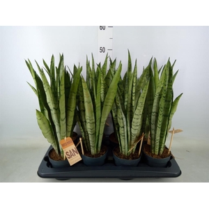Sansevieria trifa.   ...