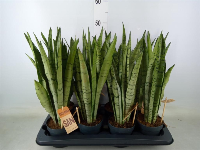 <h4>Sansevieria trifa.   ...</h4>