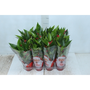 ANTHURIUM MINI MILLION FLOWERS P09 VERMELHO