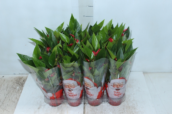 <h4>ANTHURIUM MINI MILLION FLOWERS P09</h4>