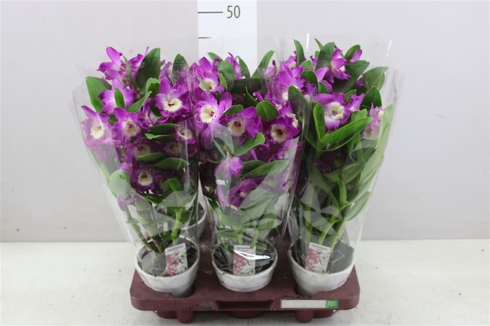 <h4>Dendrobium Nobilee Paars 2 Tak</h4>