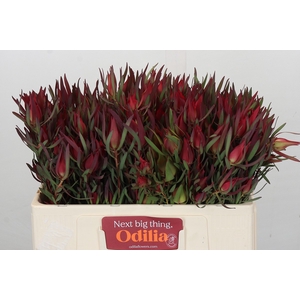 Leucadendron Fireglow Spray