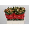 Hypericum Mellow Romance