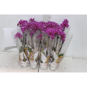 PHALAENOPSIS MINI P06 ROSA 2 HT