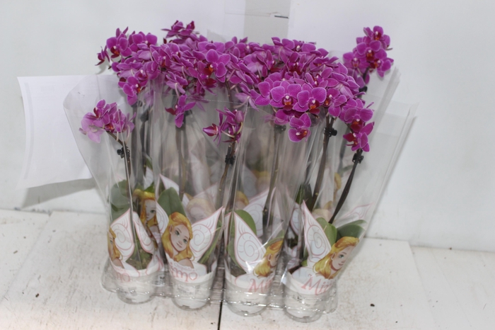 <h4>PHALAENOPSIS MINI P06 ROSA 2 HT</h4>