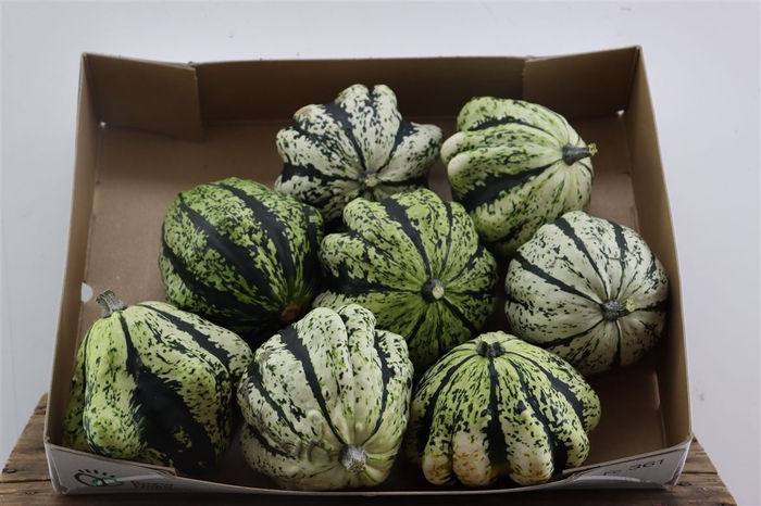 <h4>Sier Cuc P Wit Groen New!</h4>