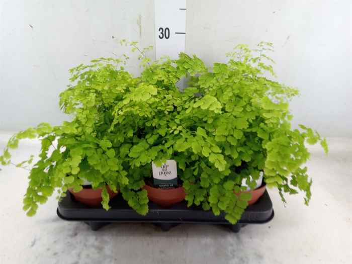 <h4>Adiantum raddi. 'Fragrans'</h4>