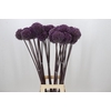Allium Summer Drummer