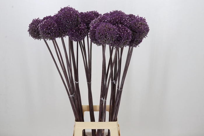 <h4>Allium Summer Drummer</h4>