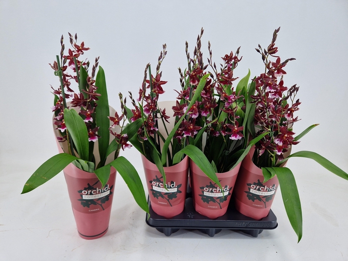 <h4>Bur Barrocco Red</h4>