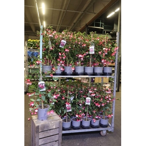 arr8 Fuchsia Ov