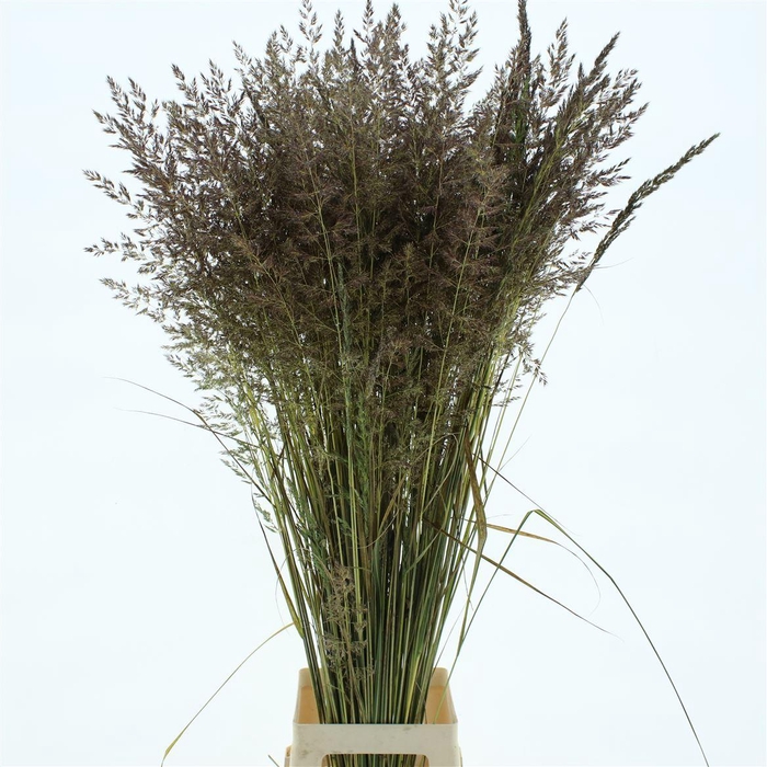 <h4>Calamagrostis Brachy</h4>