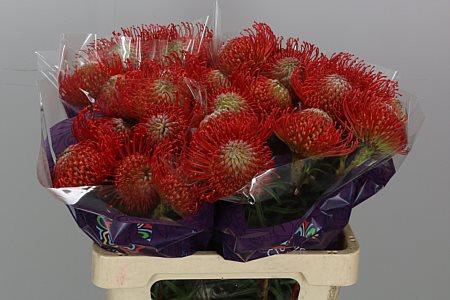 <h4>Leuco Co Succession</h4>