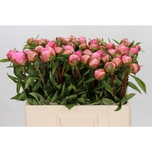 Paeonia Catharina Fontijn
