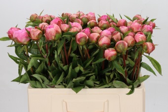 <h4>Paeonia Catharina Fontijn</h4>