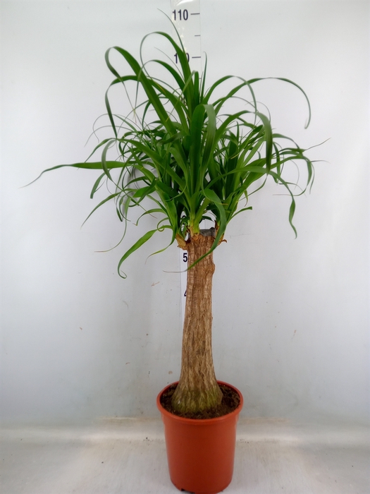 <h4>Beaucarnea recurvata</h4>