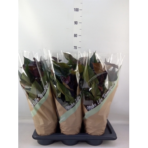Anthurium andr. 'Beauty Black'