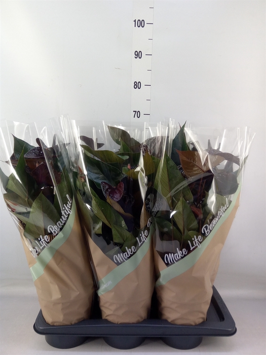 <h4>Anthurium andr. 'Beauty Black'</h4>