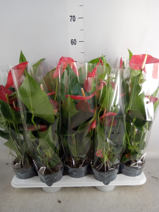 <h4>Anthurium andr. 'Karma Red'</h4>