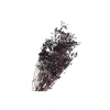 Bupleurum Brown
